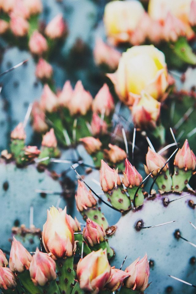 Prickly Pear Wall Art #2