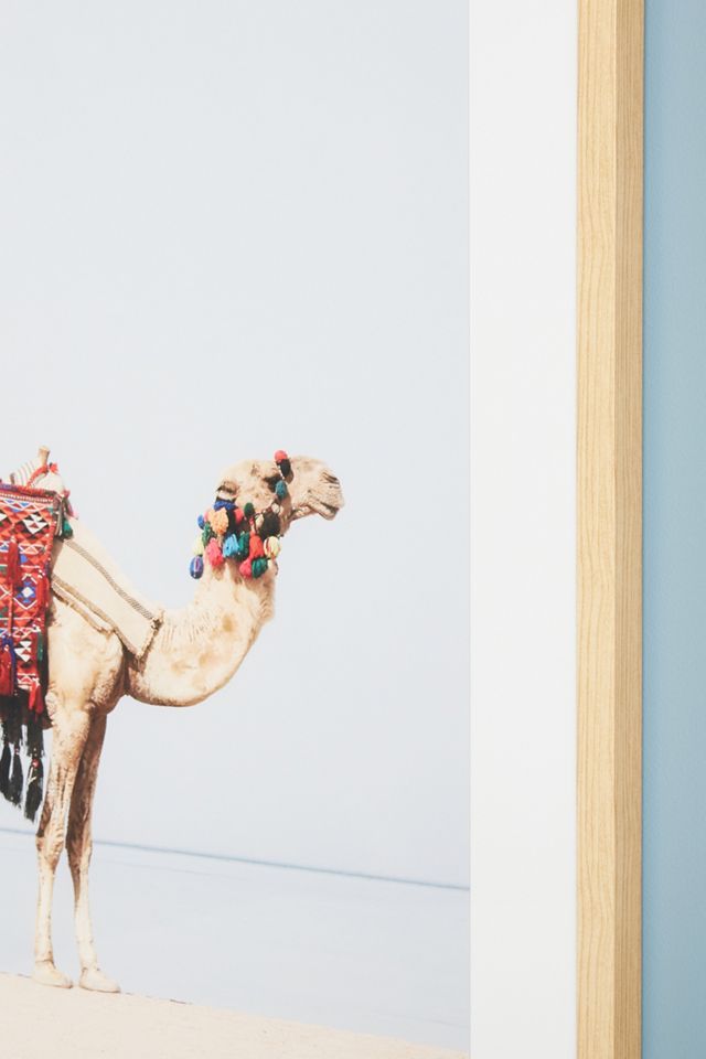 Camel in the Desert Wall Art #2