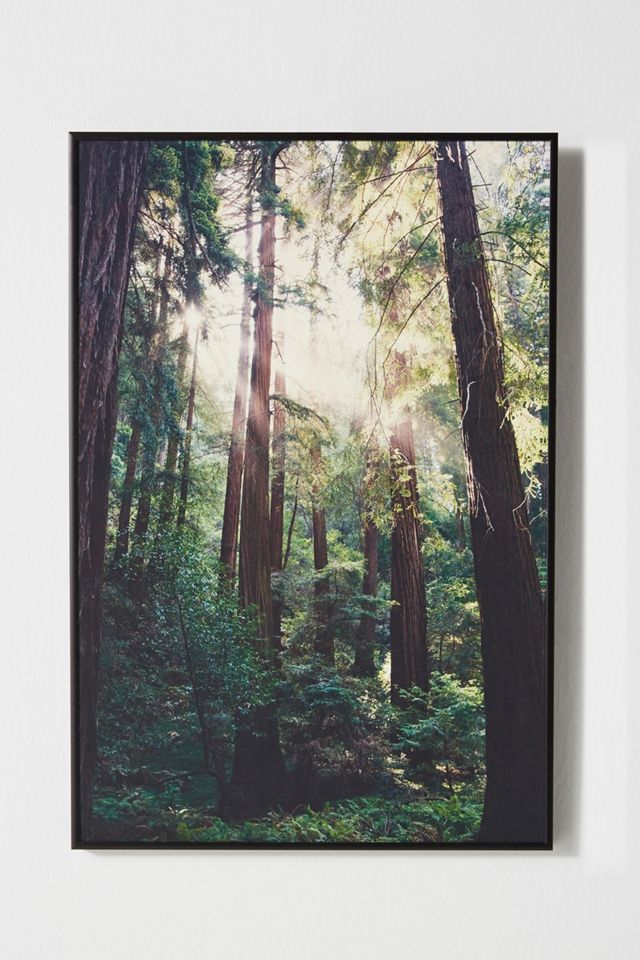 Light in the Redwoods Wall Art #1