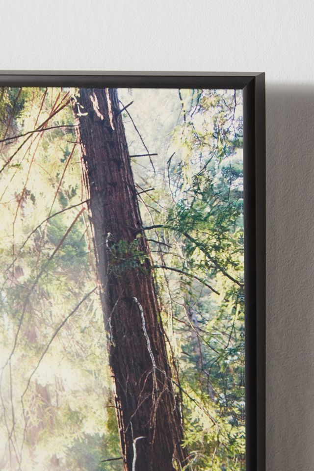 Light in the Redwoods Wall Art #2