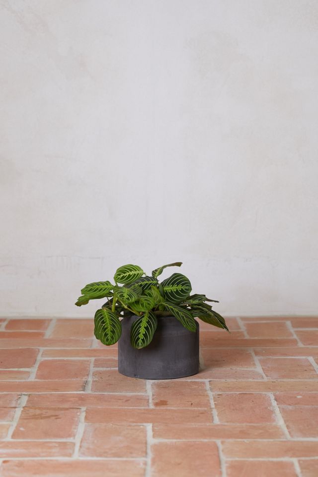 Fiber Jar Planter #4