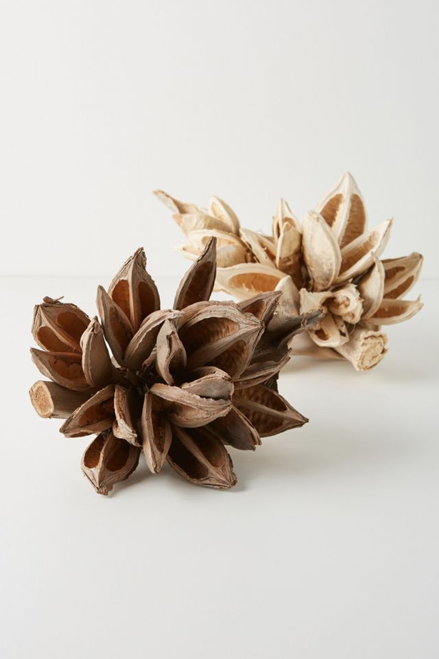 Dried Star Anise Pod #2