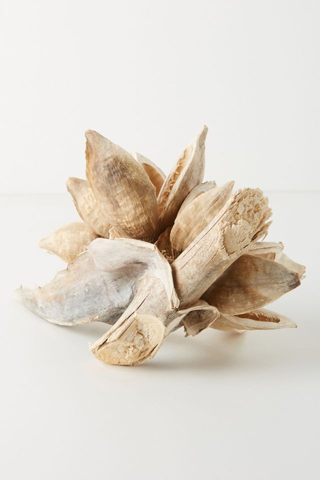 Dried Star Anise Pod #1