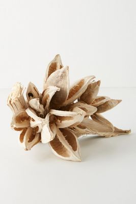 Dried Star Anise Pod