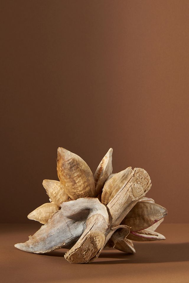 Dried Star Anise Pod #2