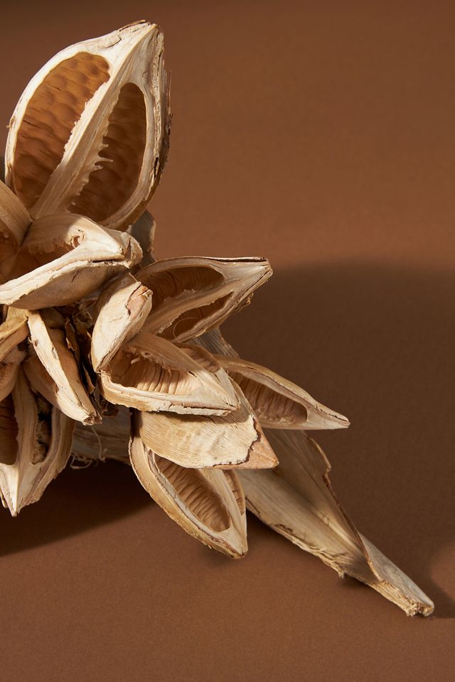 Dried Star Anise Pod #4