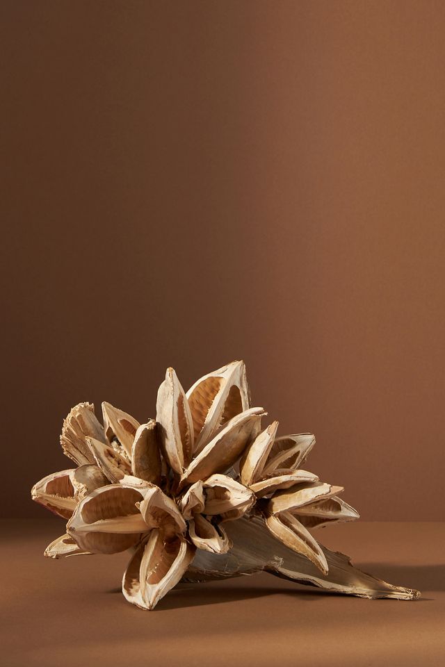 Dried Star Anise Pod #1