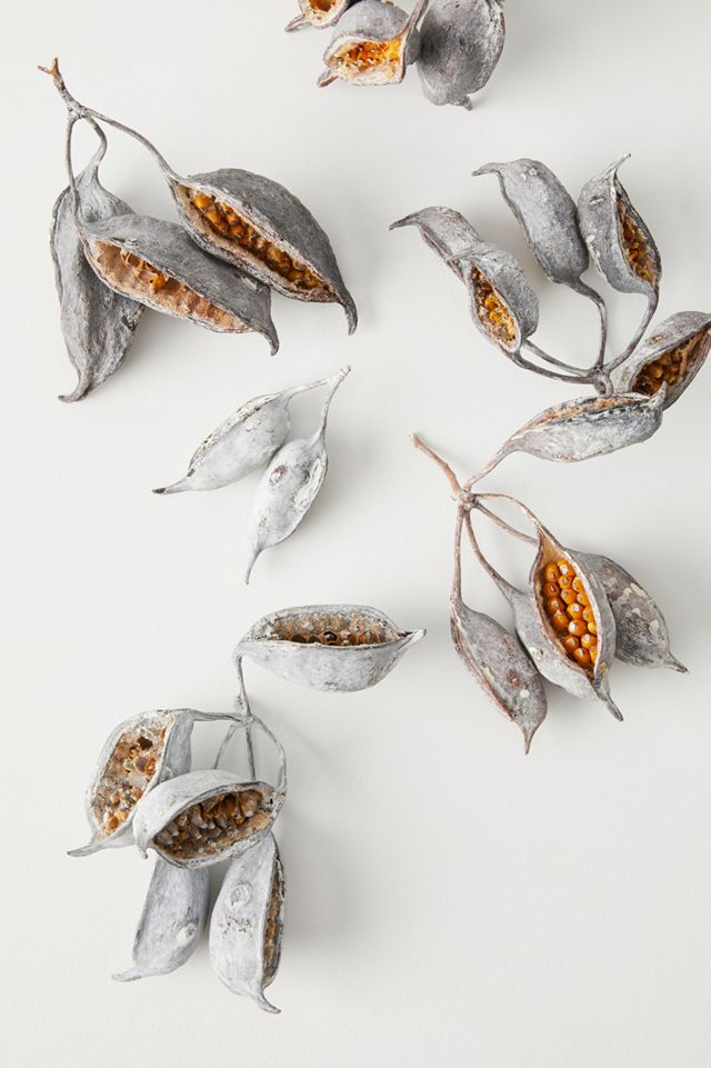 Dried Brachy Seed Pods #1