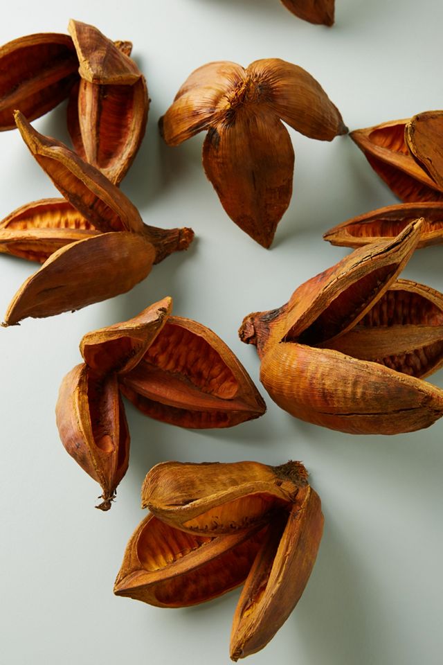 Dried Sora Pods, Set of 12 #1