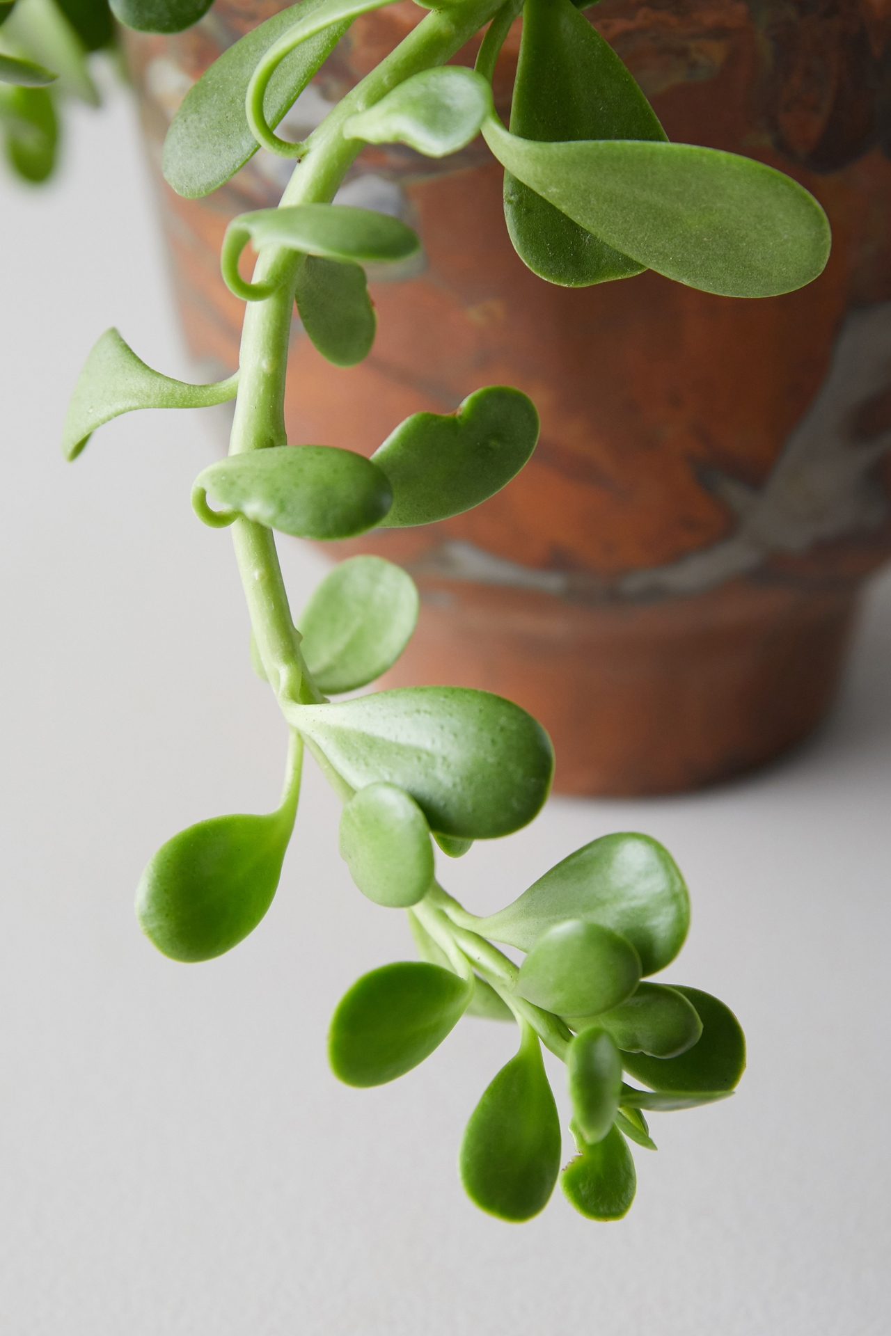 Trailing Jade, Copper Pot