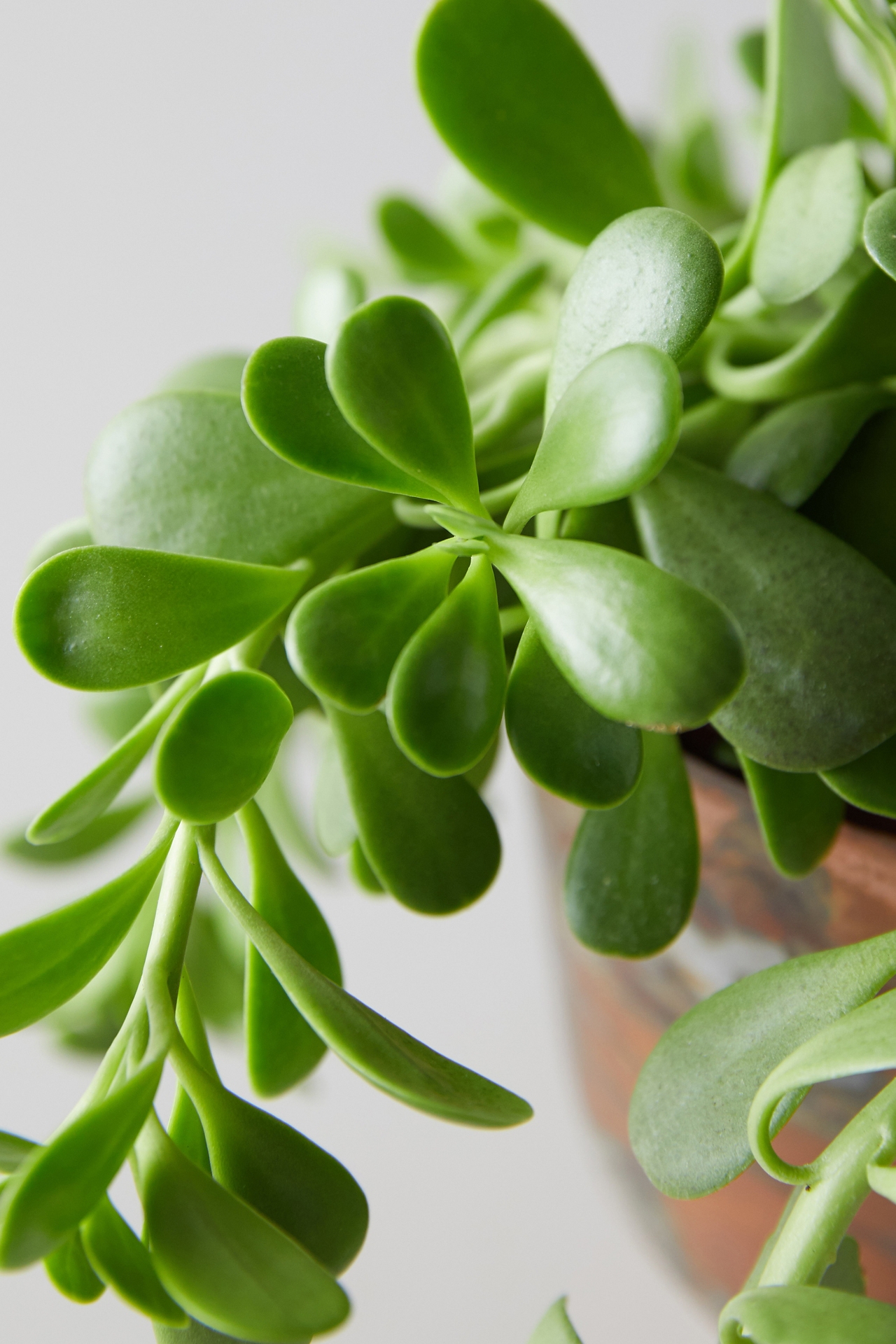 Trailing Jade, Copper Pot