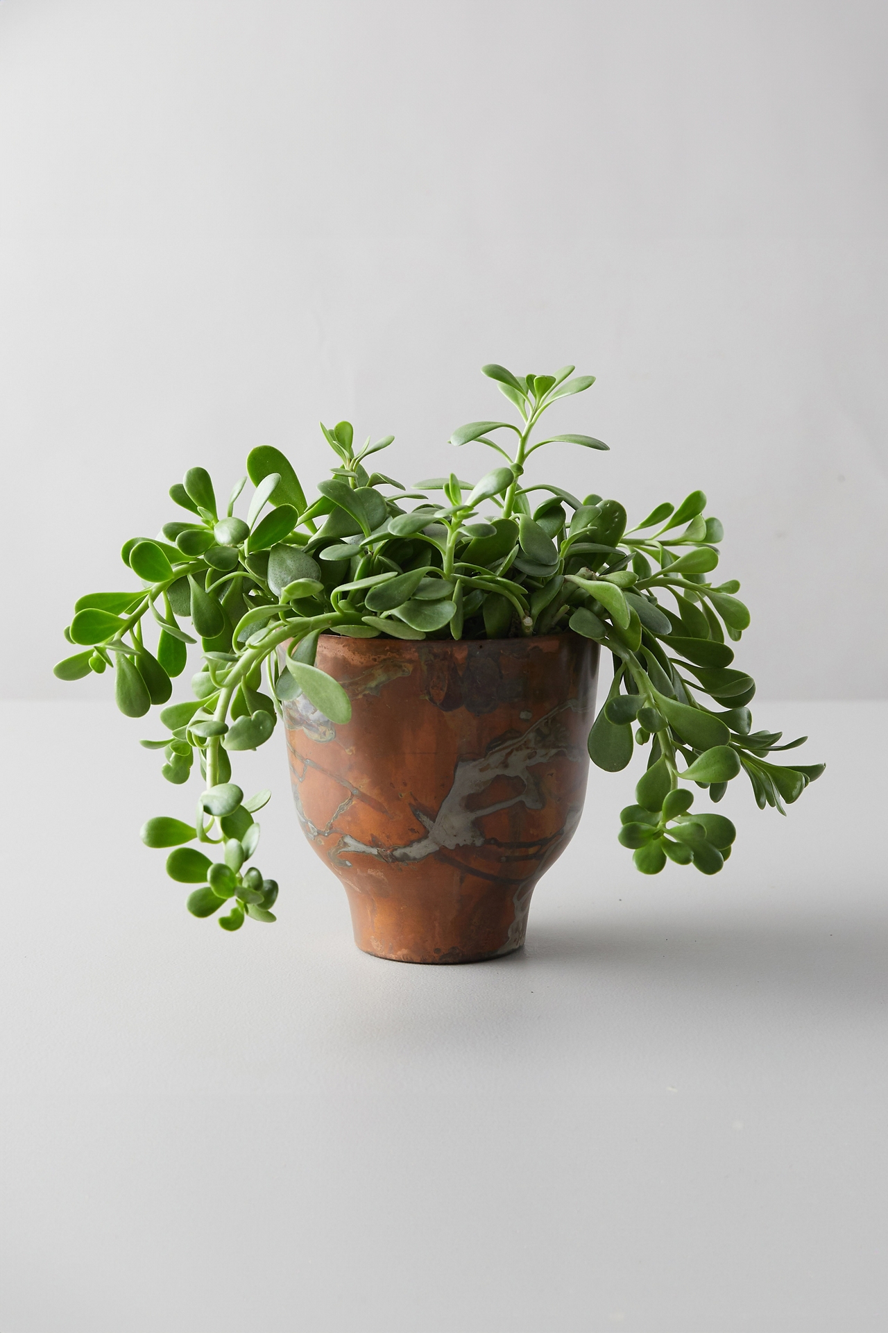 Trailing Jade, Copper Pot