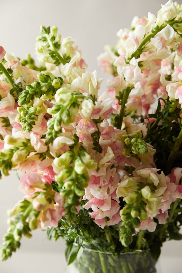 Fresh Snapdragon Bouquet #1