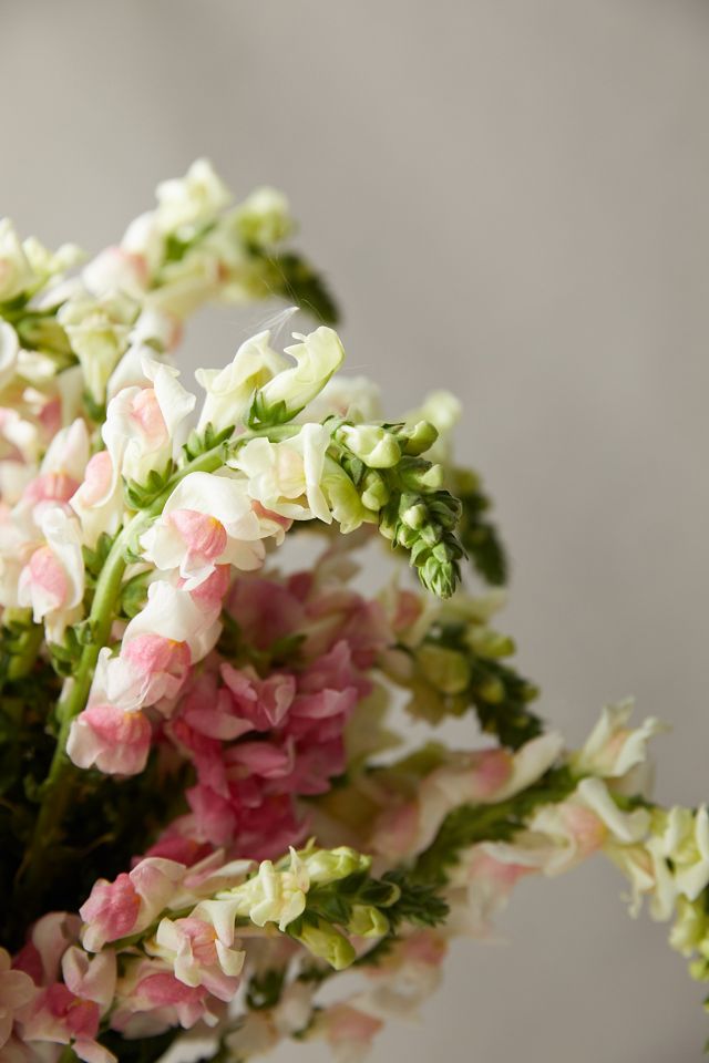 Fresh Snapdragon Bouquet #2