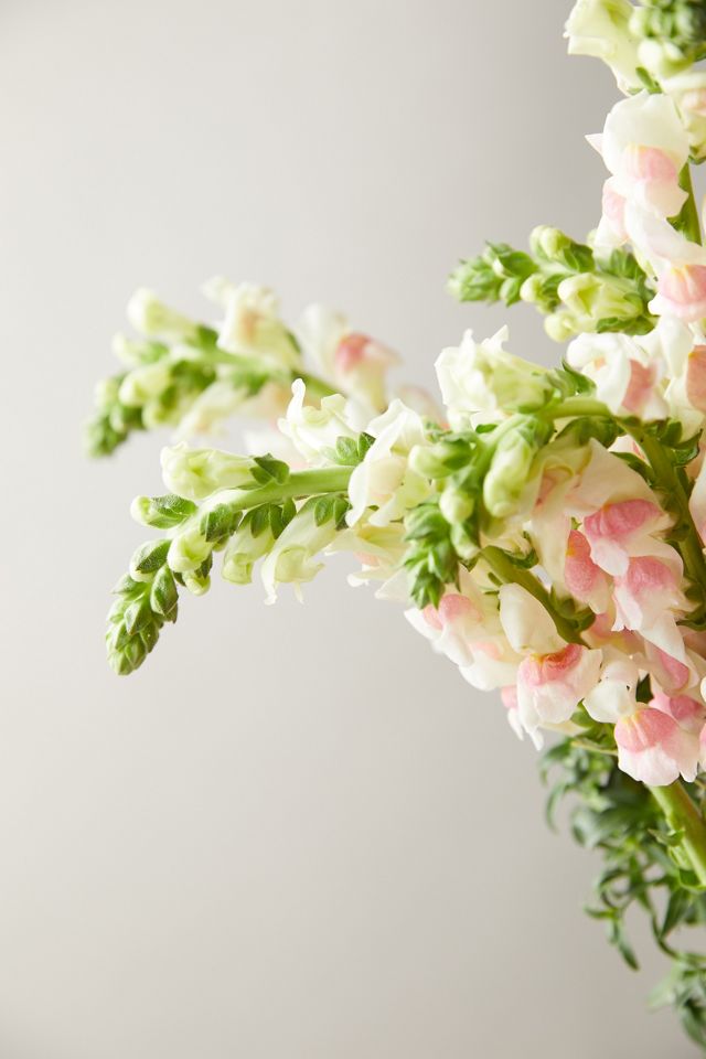 Fresh Snapdragon Bouquet #3