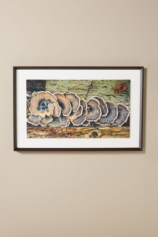 Mushrooms Wall Art #1