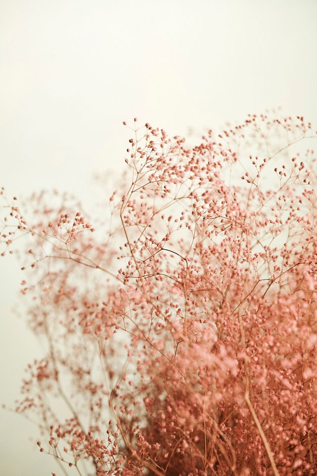 Dried Gypso Bunch #1