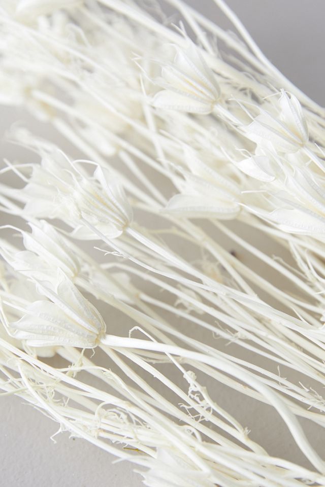 Dried Nigella Orientalis Bunch #1