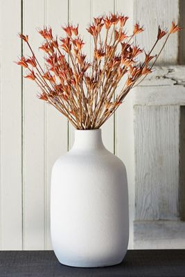 Dried Nigella Orientalis Bunch