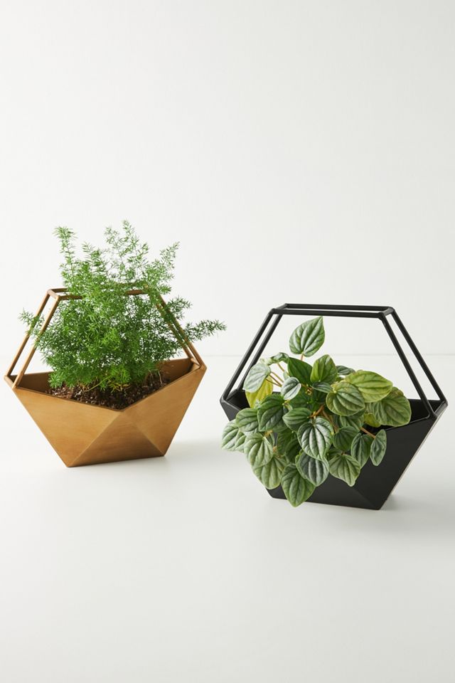 Geo Conservatory Planter #2