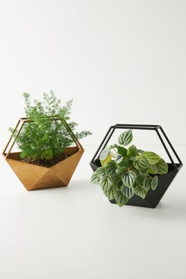 Geo Conservatory Planter