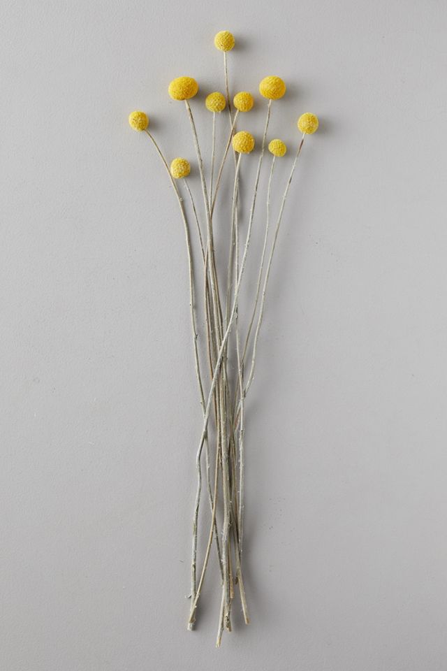 Dried Craspedia Bunch #2