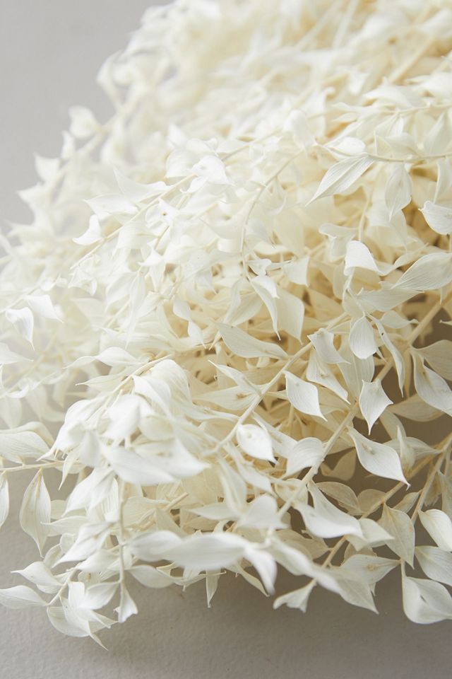 Bleached Ruscus Bunch #1