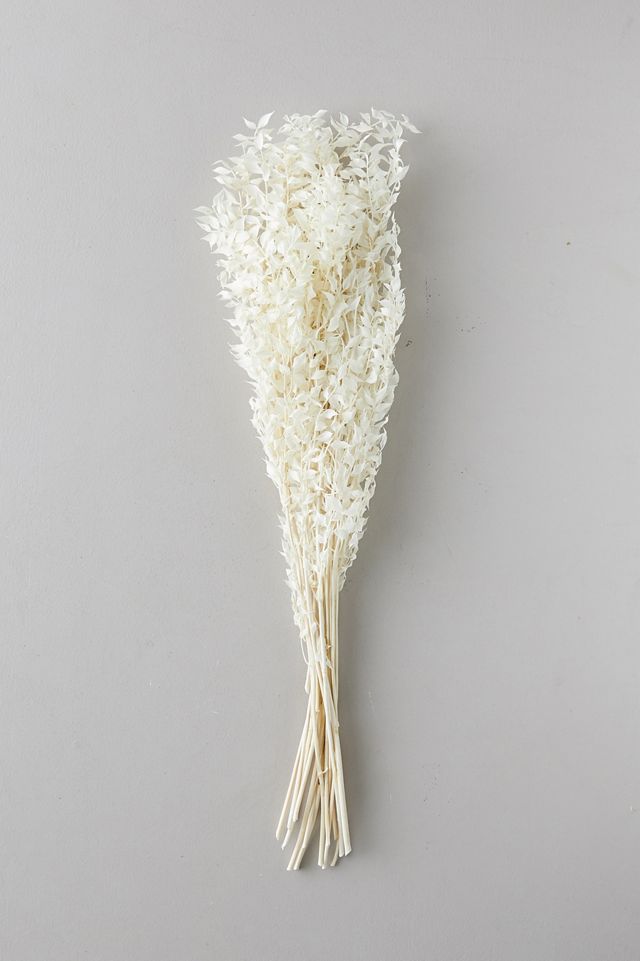 Bleached Ruscus Bunch #2