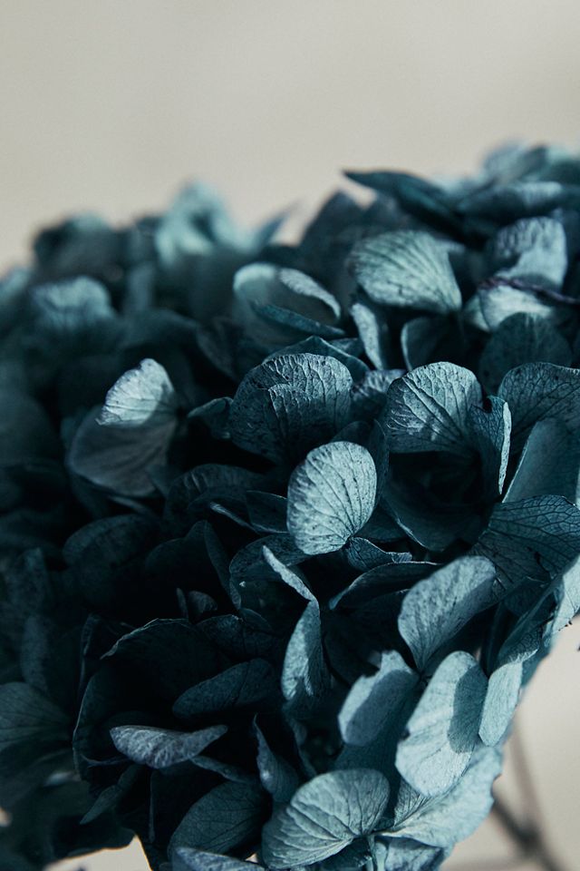 Preserved Hydrangea Bunch, 15"L #1