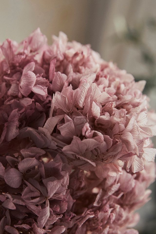 Preserved Hydrangea Bunch, 15"L #1