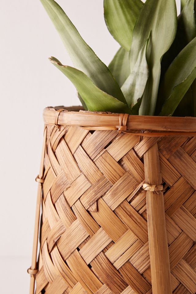 Castile Basket Planters, Set of 3 #2