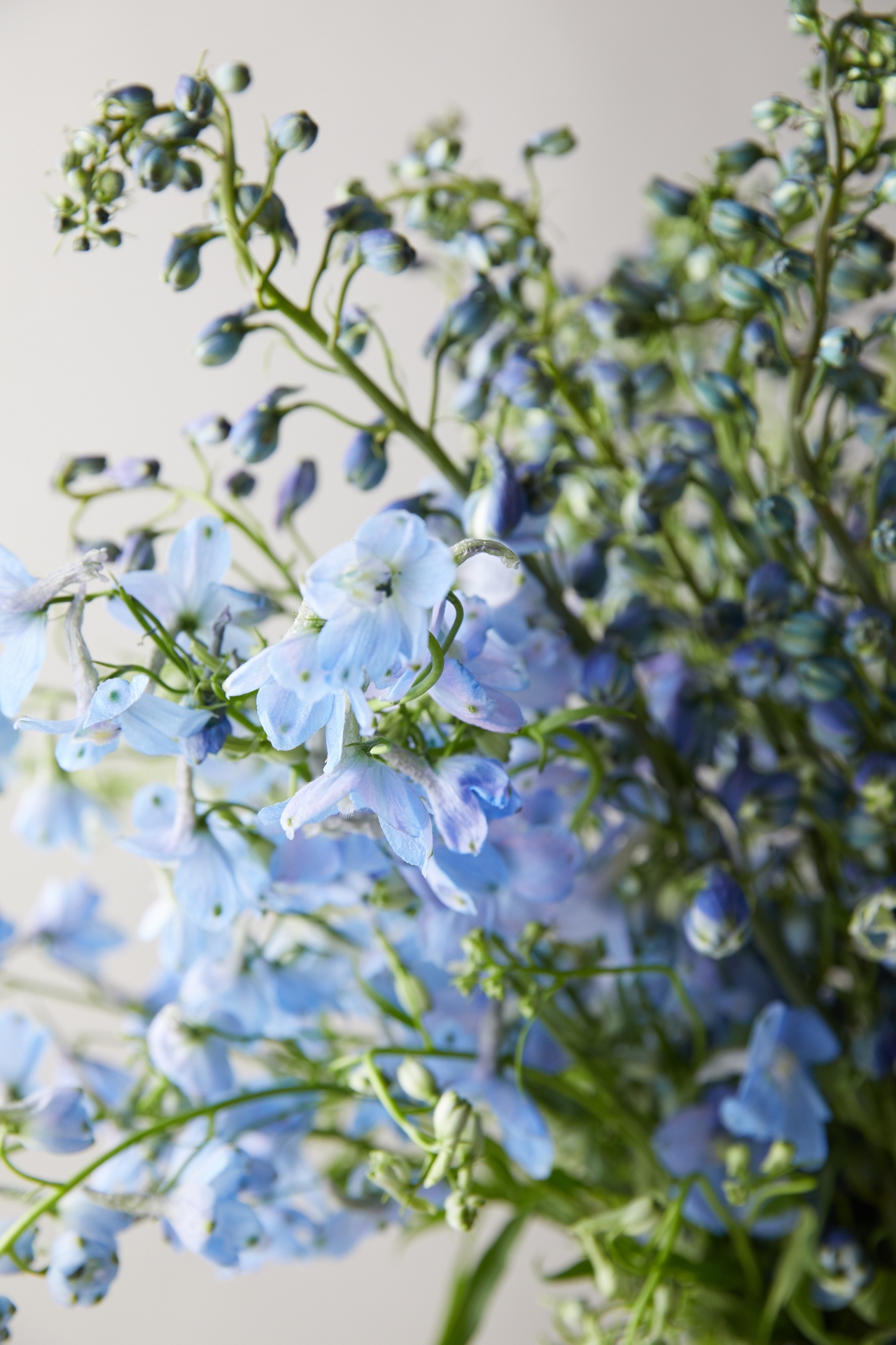 Fresh Blue Delphinium Bouquet