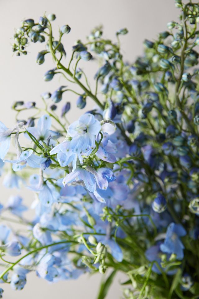 Fresh Blue Delphinium Bouquet #2