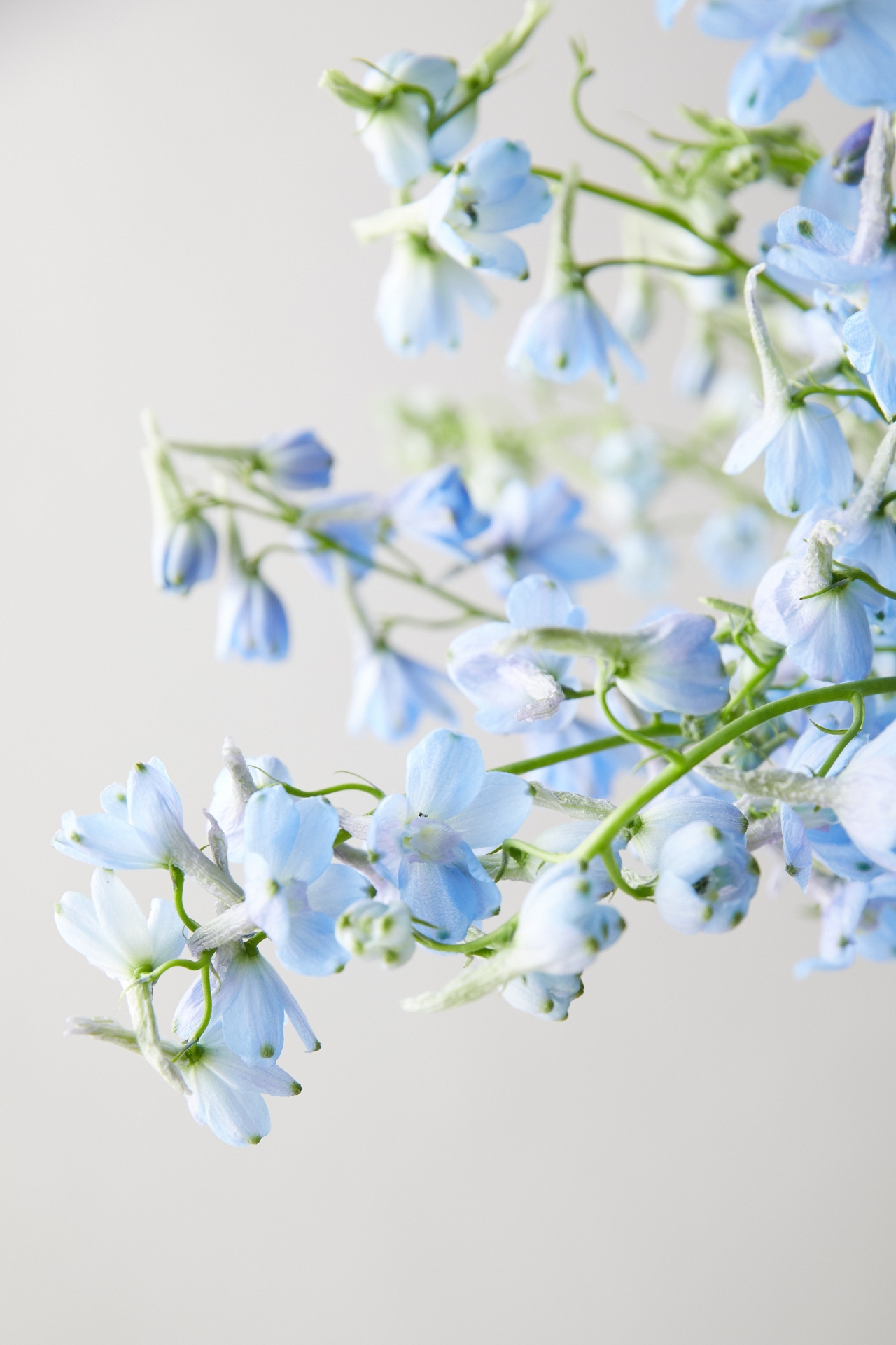 Fresh Blue Delphinium Bouquet