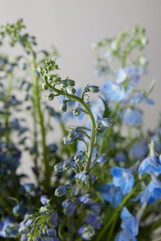 Fresh Blue Delphinium Bouquet #4