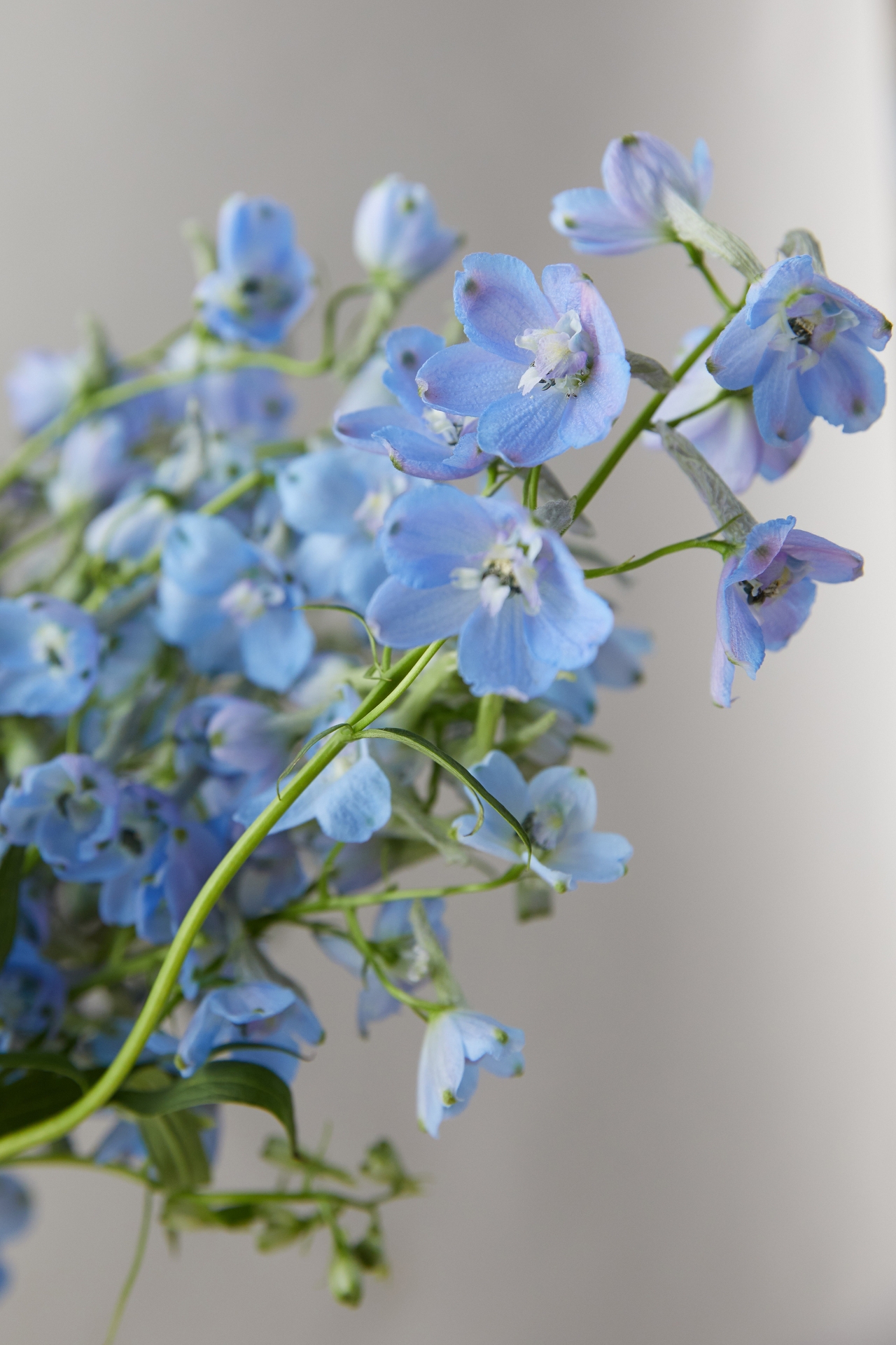 Fresh Blue Delphinium Bouquet