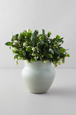 Terrain Fresh Hellebore Bouquet In Green