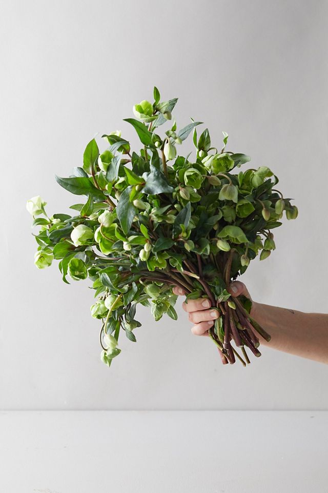 Fresh Hellebore Bouquet #1