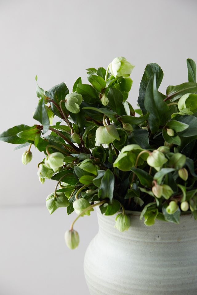 Fresh Hellebore Bouquet #2