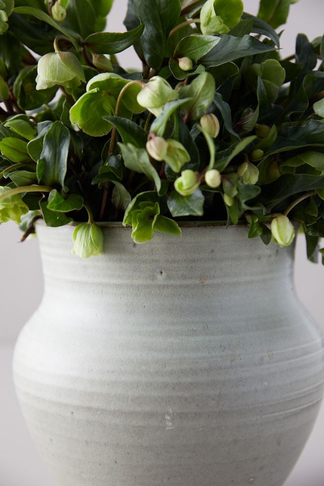 Fresh Hellebore Bouquet #3