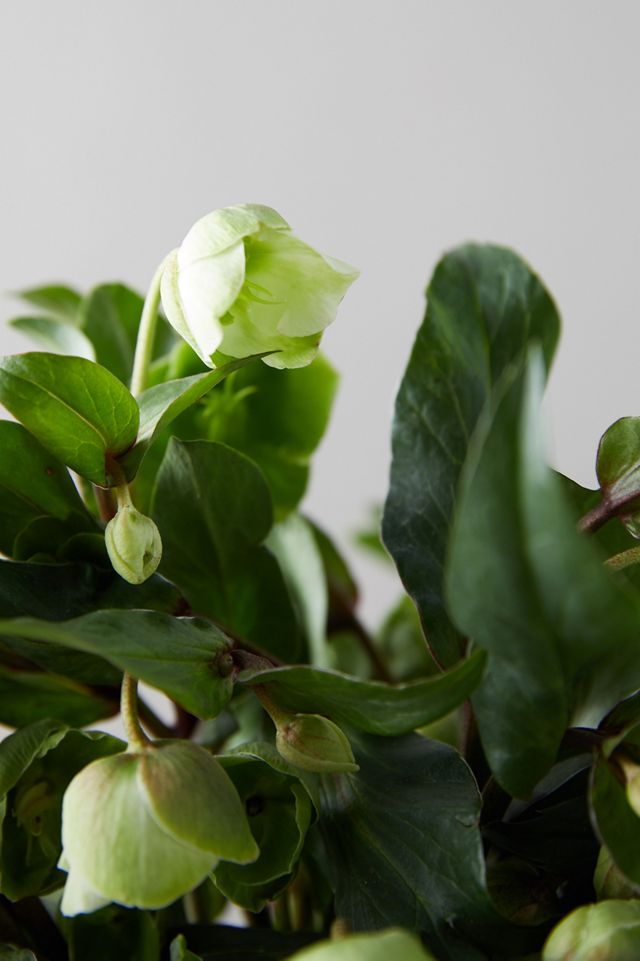 Fresh Hellebore Bouquet #4