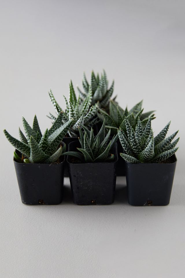 Haworthia Succulent Collection, Set of 6 #1