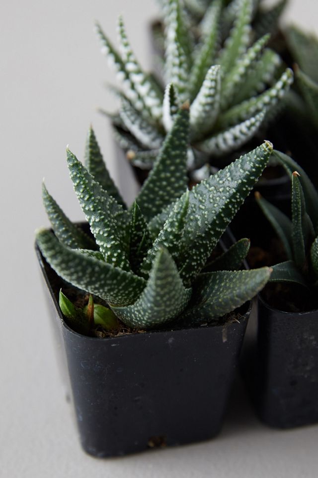 Haworthia Succulent Collection, Set of 6 #2