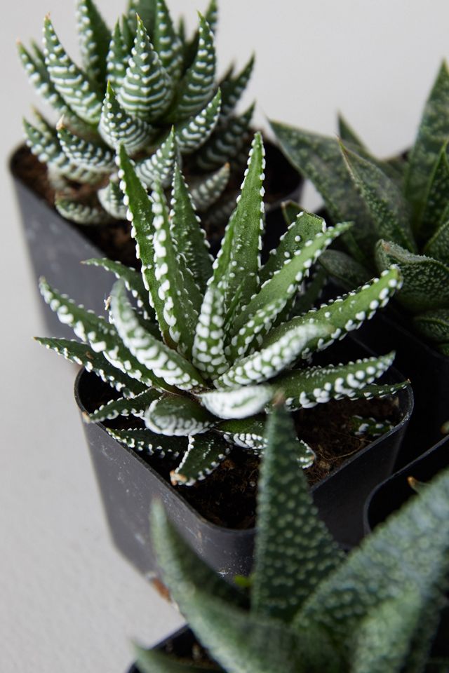 Haworthia Succulent Collection, Set of 6 #3