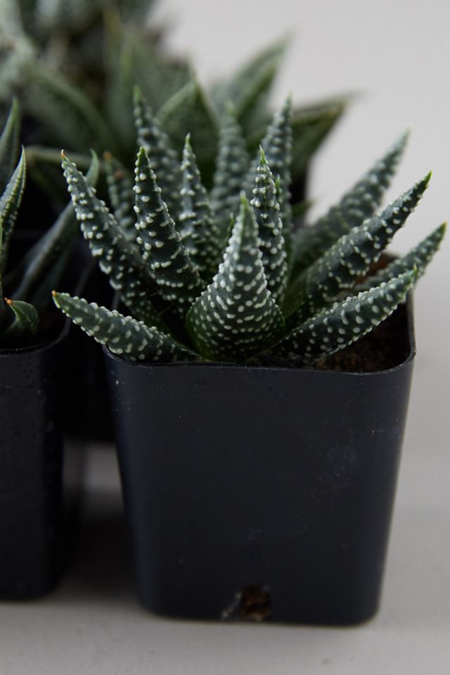 Haworthia Succulent Collection, Set of 6 #4