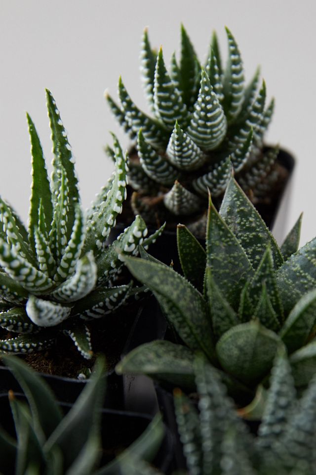 Haworthia Succulent Collection, Set of 6 #5