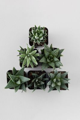Haworthia Succulent Collection, Set of 6
