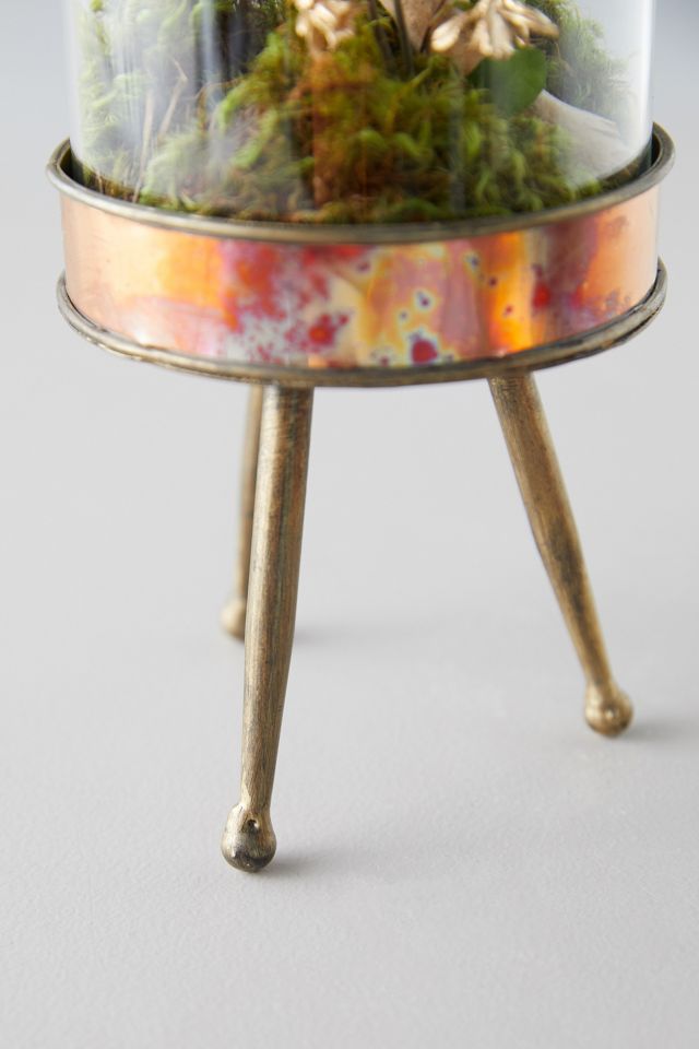 Distressed Metal + Glass Terrarium on Stand #3