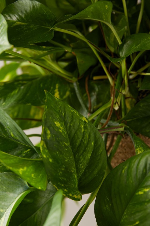 Pothos Plant, Hanging Jute Basket #1