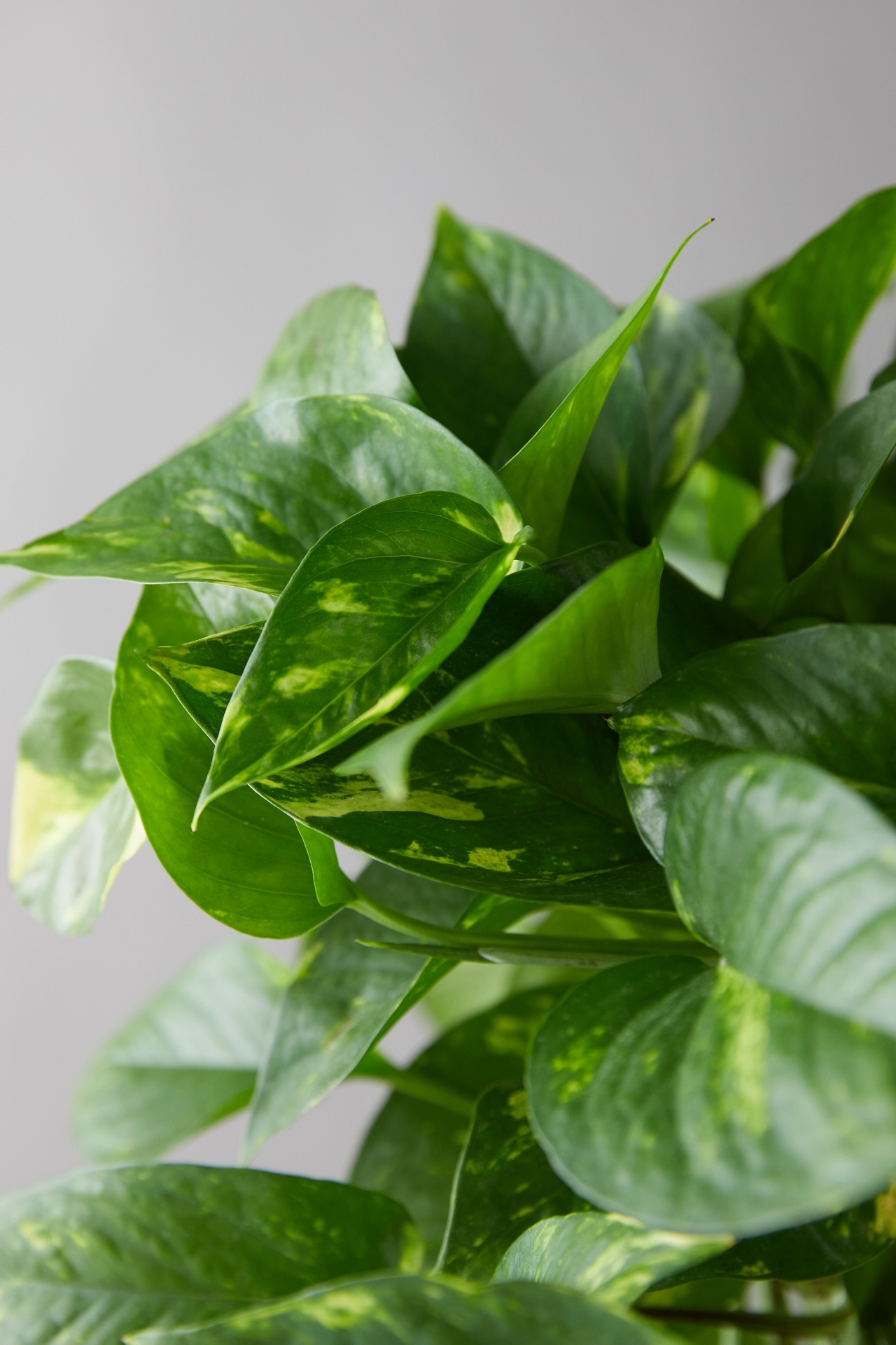 Pothos Plant, Hanging Jute Basket